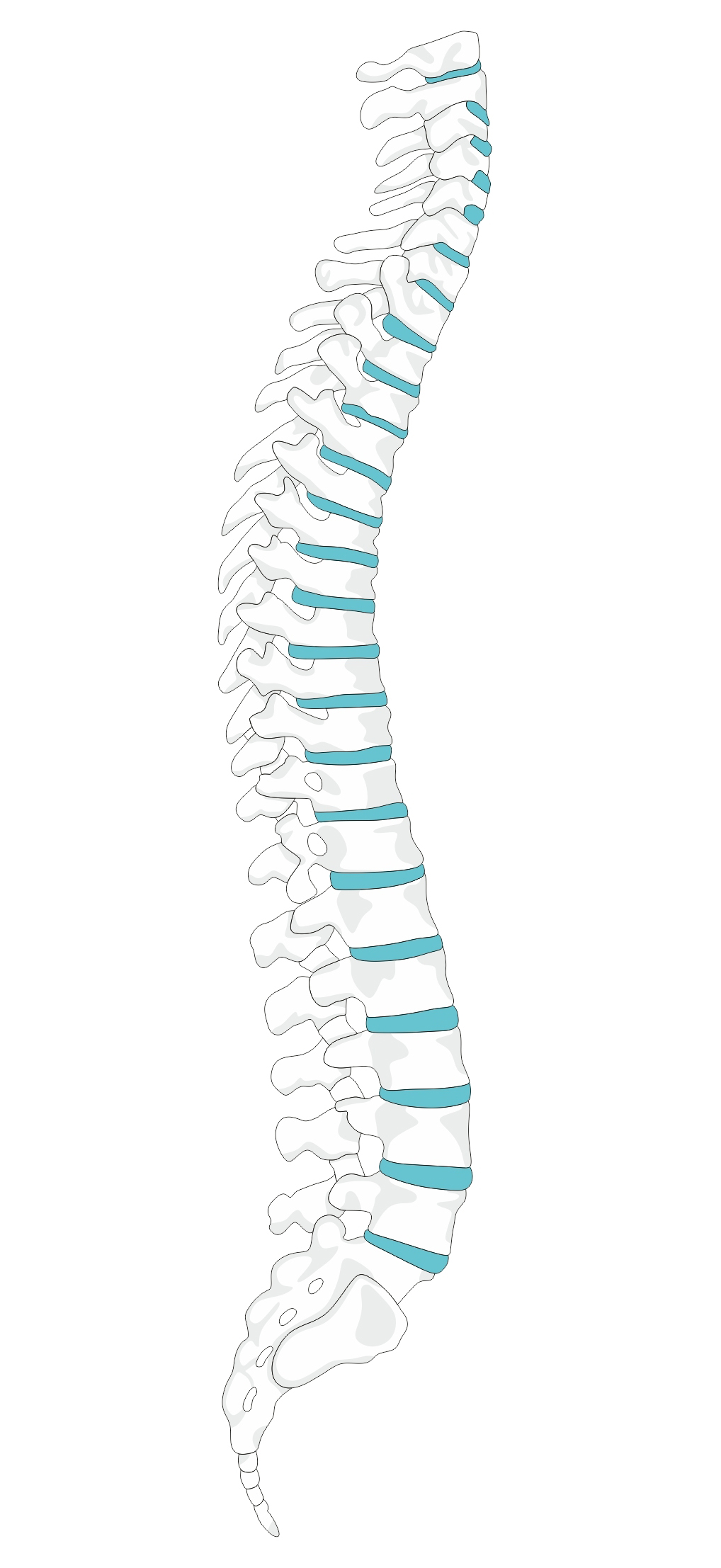 Spine